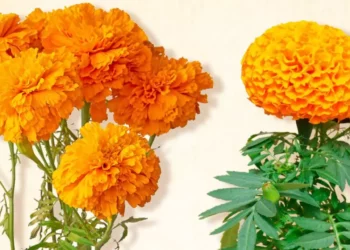 ¿Cómo distinguir la flor de cempasúchil mexicana de la china?