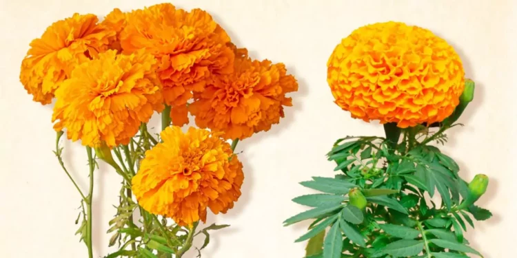 ¿Cómo distinguir la flor de cempasúchil mexicana de la china?