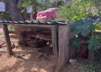 Rescatan a “Nala”, perrita en situación de abandono en San Pedro Ixtlahuaca