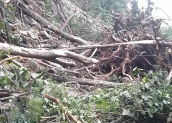 Incomunicada Oaxaca con la Cuenca; cierran la 175 de Valle Nacional a la capital