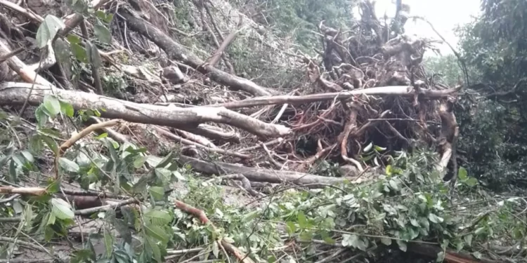 Incomunicada Oaxaca con la Cuenca; cierran la 175 de Valle Nacional a la capital