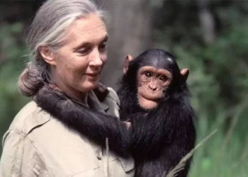 Fallece Jane Goodall a los 91 años: pionera en el estudio de chimpancés y defensora de los animales