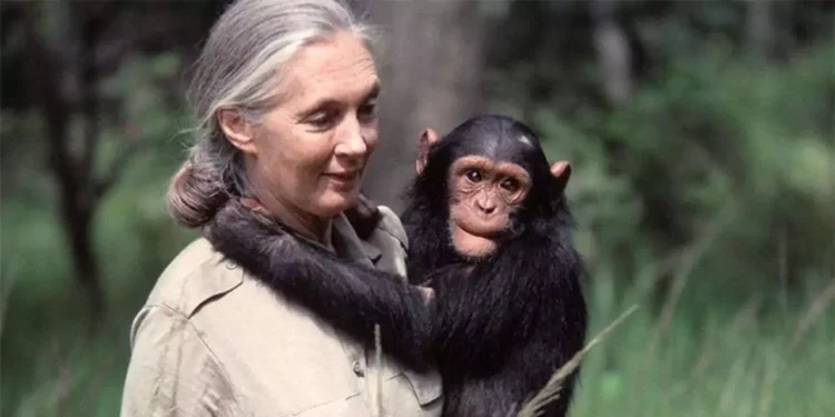 Fallece Jane Goodall a los 91 años: pionera en el estudio de chimpancés y defensora de los animales