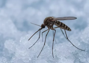 Islandia pierde su ‘escudo’ contra los mosquitos: el cambio climático ataca