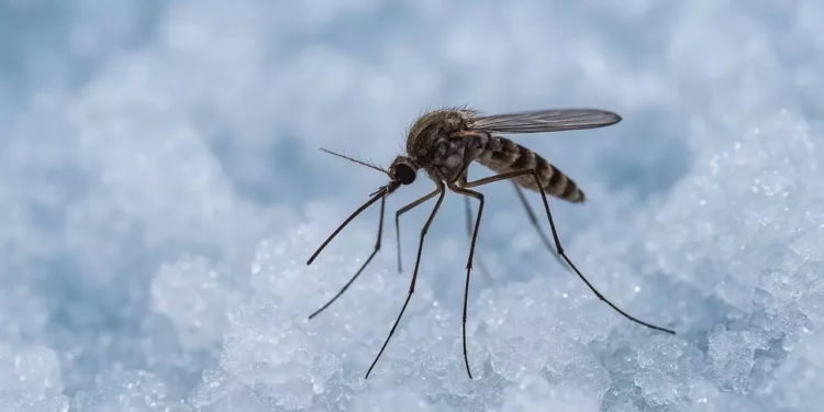 Islandia pierde su ‘escudo’ contra los mosquitos: el cambio climático ataca