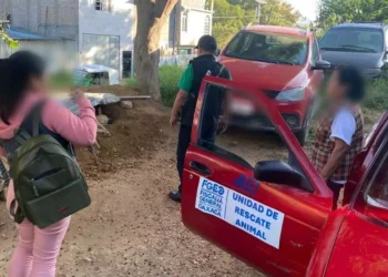El animal estaba en un sitio improvisado, cubierta con trapos y láminas.