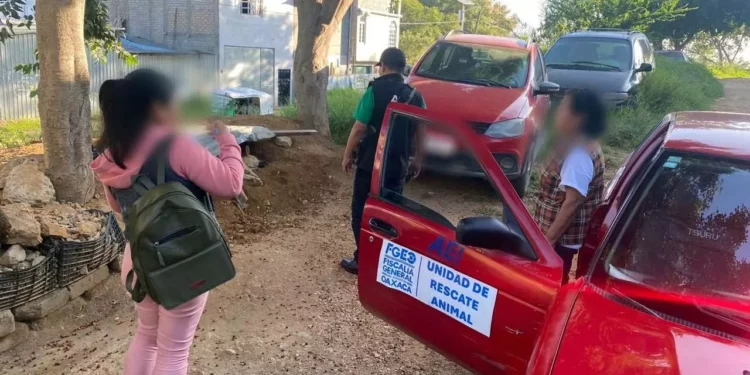 El animal estaba en un sitio improvisado, cubierta con trapos y láminas.