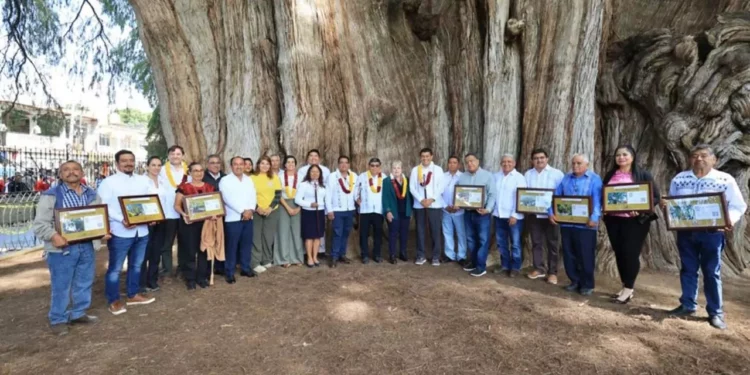 Entregan ocho certificados de Árboles Notables e Históricos a autoridades municipales de Oaxaca.
