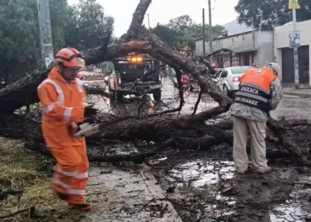 Personal de Protección Civil Municipal de Oaxaca de Juárez atiende reportes y retira los árboles caídos.