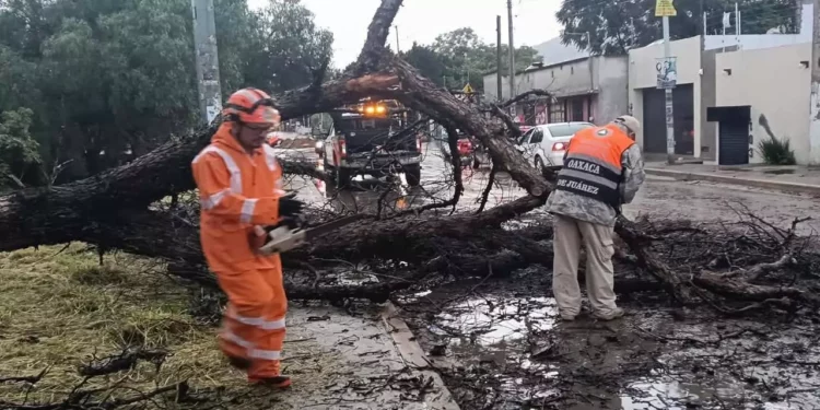 Personal de Protección Civil Municipal de Oaxaca de Juárez atiende reportes y retira los árboles caídos.
