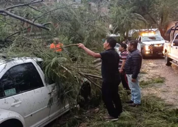 Atienden de inmediato reportes por caída de árboles y encharcamientos en Oaxaca de Juárez