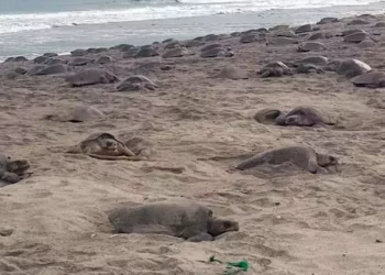 Prodigiosa quinta arribazón de tortuga en Morro Ayutla