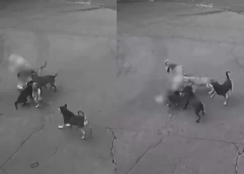 VIDEO | Momentos de terror vive mujer al ser atacada por seis perros callejeros en Ixtapaluca