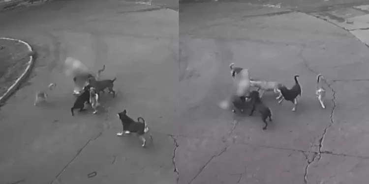 VIDEO | Momentos de terror vive mujer al ser atacada por seis perros callejeros en Ixtapaluca