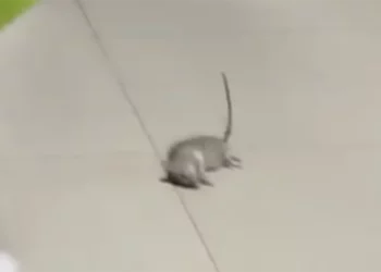 Una rata se pasea en hospital del IMSS entre enfermos hacinados