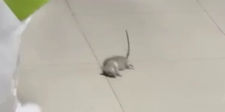 Una rata se pasea en hospital del IMSS entre enfermos hacinados