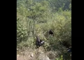 VIDEO | Fin del misterio: localizan sin vida a dos personas en la Sierra Flores Magón