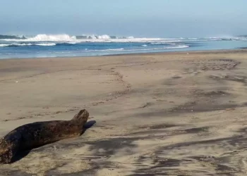 Grupos de rescate mantienen operativo en playa Plataforma para localizar a un hombre desaparecido desde el domingo.