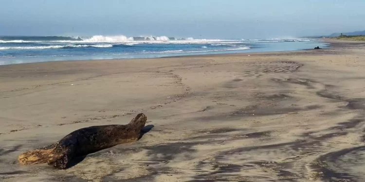 Grupos de rescate mantienen operativo en playa Plataforma para localizar a un hombre desaparecido desde el domingo.