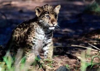 Yazu, bebé jaguar y esperanza de salvación de su especie