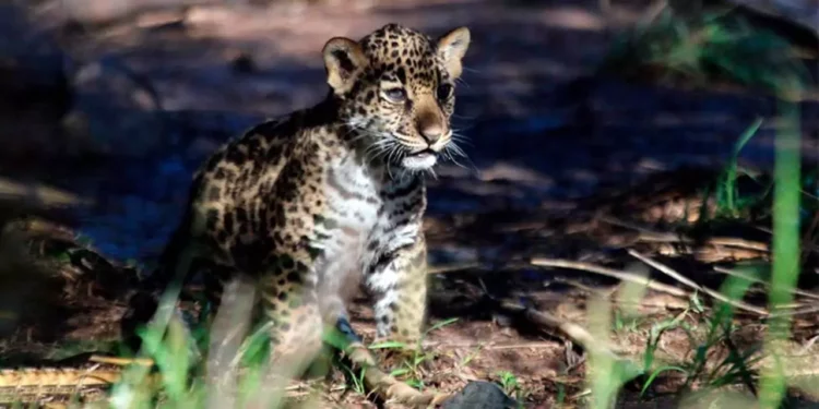 Yazu, bebé jaguar y esperanza de salvación de su especie