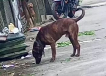 El desenfrenado aumento de perros callejeros y abandonados causan problemas en Huautla.