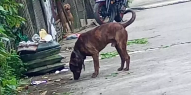 El desenfrenado aumento de perros callejeros y abandonados causan problemas en Huautla.