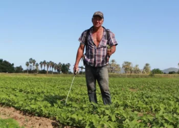 ¿Sembrando Vida es la salvación del campo… o solo una promesa que no llega?