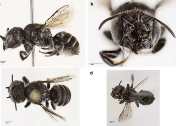 Abeja ‘Lucifer’ aparece en Australia y la ciencia teme por la biodiversidad