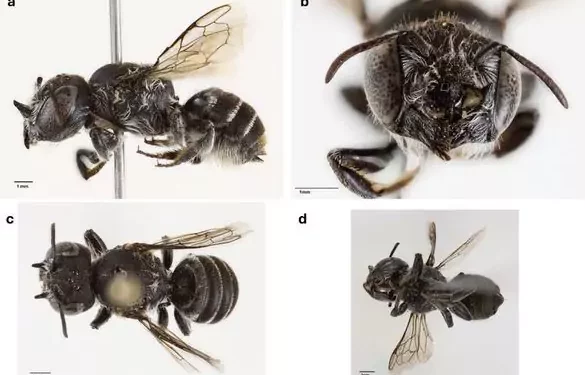 Abeja ‘Lucifer’ aparece en Australia y la ciencia teme por la biodiversidad