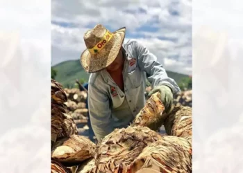 Fotos: Omar Maya Calvo // Es de gran interés de los visitantes ir a los pueblos productores de mezcal en Oaxaca.