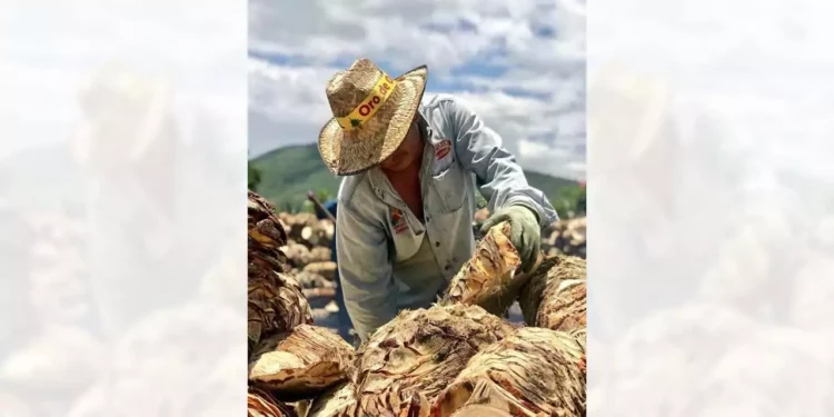 Fotos: Omar Maya Calvo // Es de gran interés de los visitantes ir a los pueblos productores de mezcal en Oaxaca.