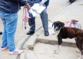 La perrita quedó bajo resguardo de la asociación protectora “Patitas Felices”.