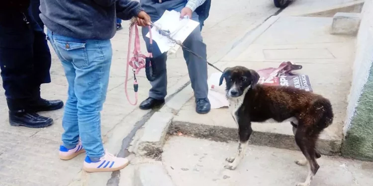 La perrita quedó bajo resguardo de la asociación protectora “Patitas Felices”.