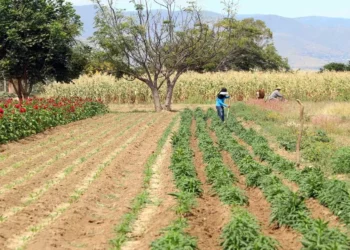 Foto: Archivo El Imparcial // Las lluvias han resultado benéficas para el campo oaxaqueño.