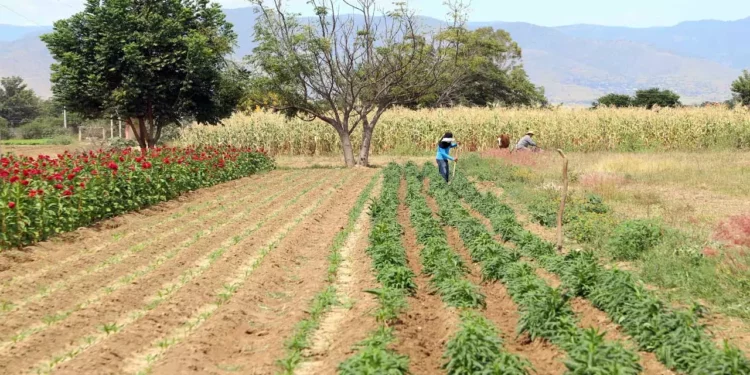 Foto: Archivo El Imparcial // Las lluvias han resultado benéficas para el campo oaxaqueño.