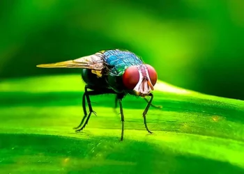 Foto: UNAM // Cochliomyia hominivorax, la mosca del gusano barrenador.