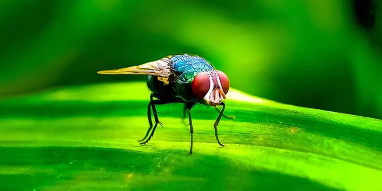 Foto: UNAM // Cochliomyia hominivorax, la mosca del gusano barrenador.