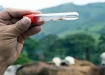Foto: Archivo El Imparcial / Gusano barrenador, problema de salud pública.