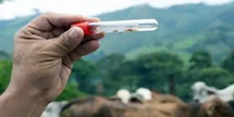 Foto: Archivo El Imparcial / Gusano barrenador, problema de salud pública.
