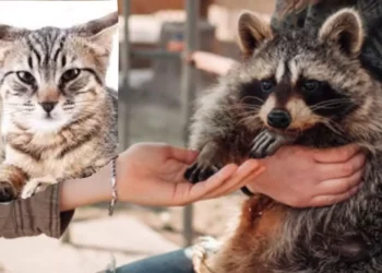 Mapaches casi domesticados: ¿nuevo reemplazo de tu perro o gato?