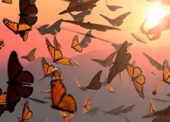 500 Mariposas Monarca llegan a México con transmisores ultraligeros