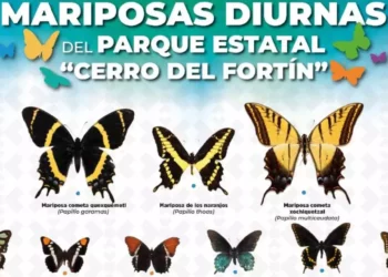 Parque Estatal “Cerro del Fortín”: el paraíso oaxaqueño que alberga 47 especies de mariposas