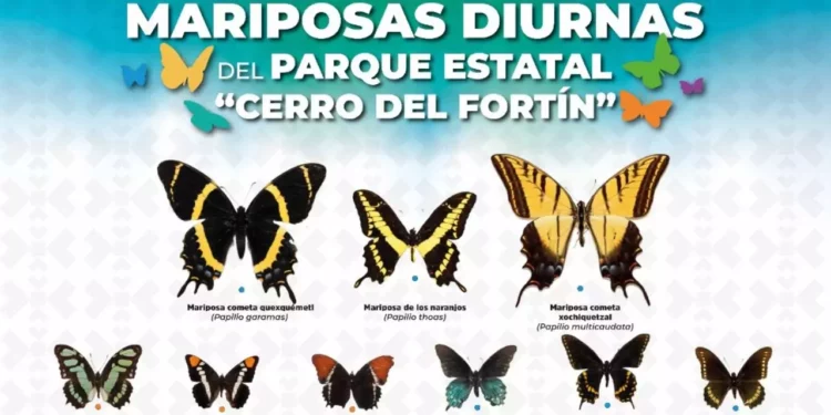 Parque Estatal “Cerro del Fortín”: el paraíso oaxaqueño que alberga 47 especies de mariposas
