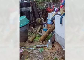 Foto: Juan Carrera // Se quejan por la caída de un árbol.