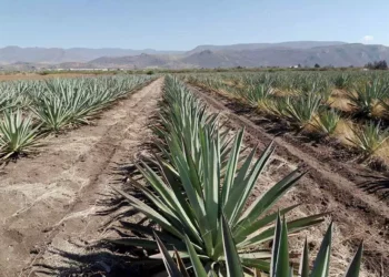 Sobreproducción del agave mezcalero desplomó su precio, amén al daño ecológico en terrenos de cultivo.