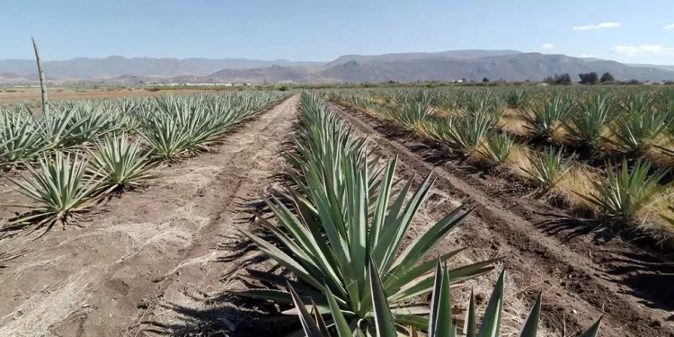 Sobreproducción del agave mezcalero desplomó su precio, amén al daño ecológico en terrenos de cultivo.