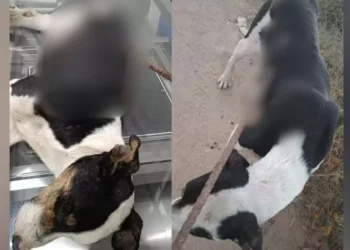 ¡Horrible maltrato animal en Ocotlán! Perro es atravesado con varilla, sociedad exige justicia