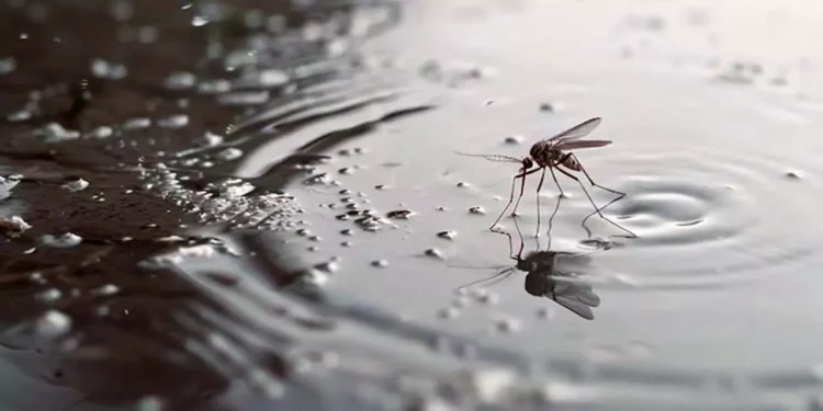 Foto: archivo // La dependencia estatal expuso que la entidad muestra una disminución del 93.4% en los casos de dengue respecto al mismo periodo de 2024.