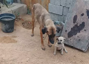 Nuevo caso de maltrato en Viguera indigna en redes; reciente rescate en Montoya evidencia crisis permanente